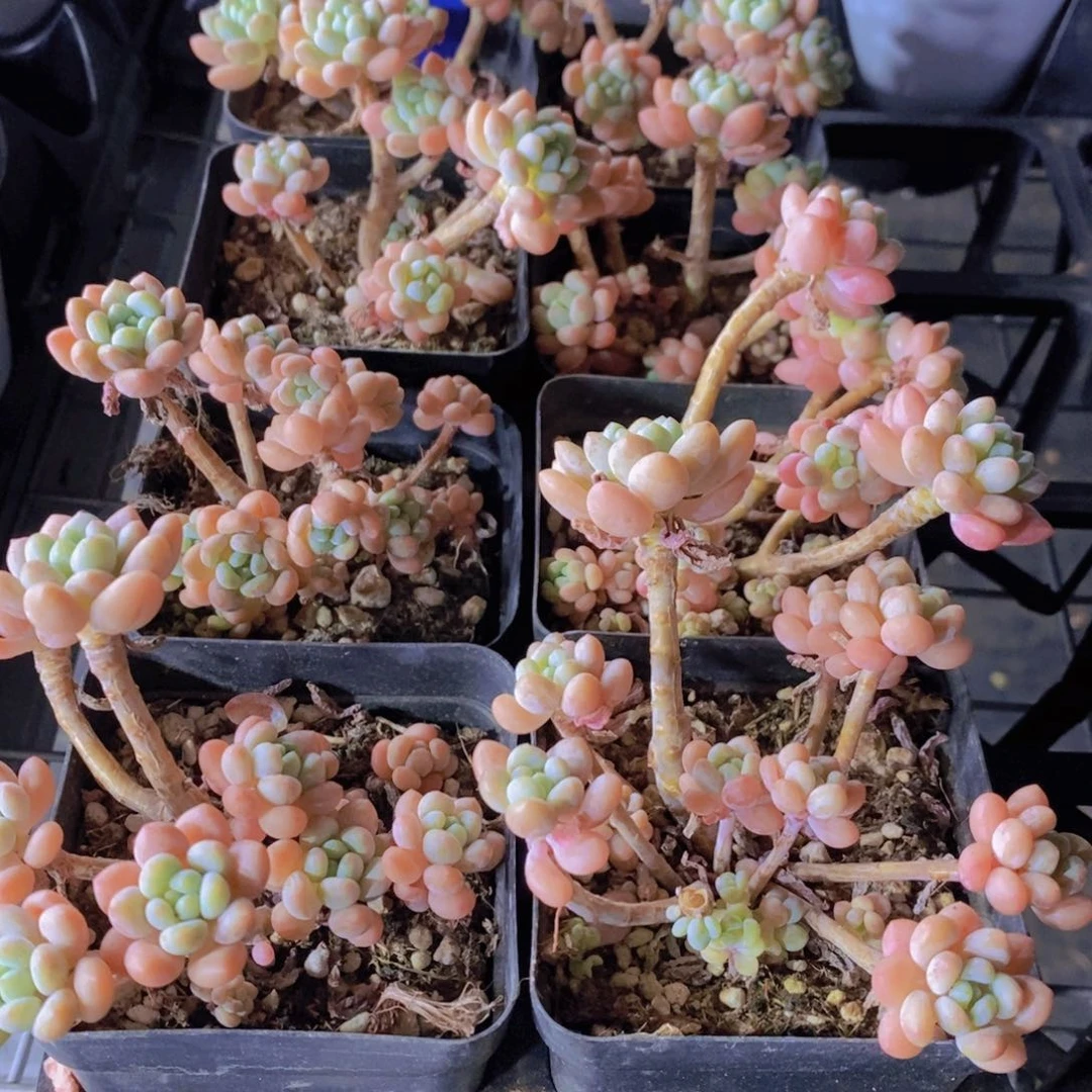 254-捡漏黄金洛可可老桩群两个