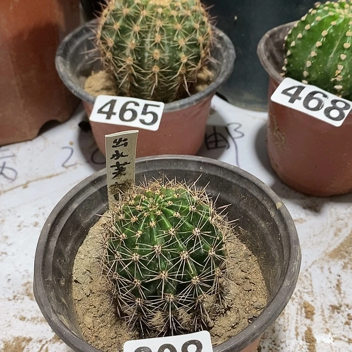 608出水芙蓉彩草一个