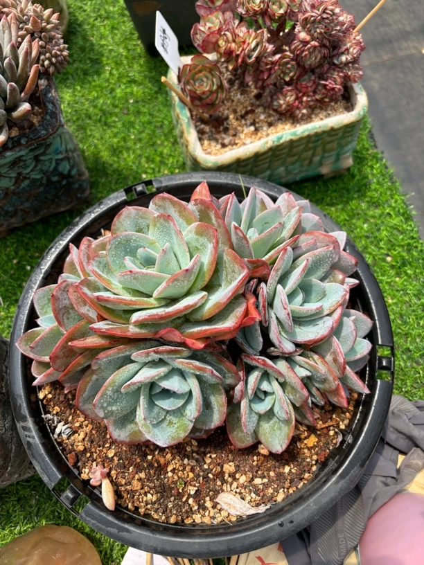 多肉植物一物一拍，布鲁兰大群生