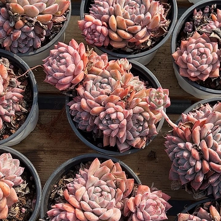 大霜花群        福利多多