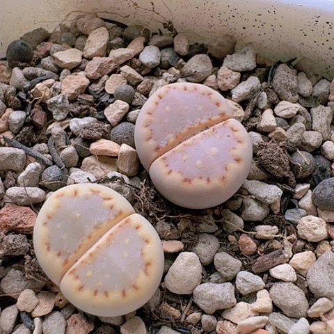 2160，171饼干脱土发货