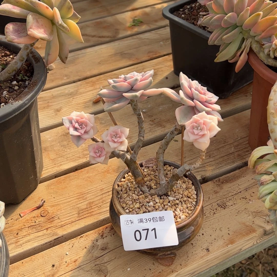 071紫乐锦老桩多肉植物