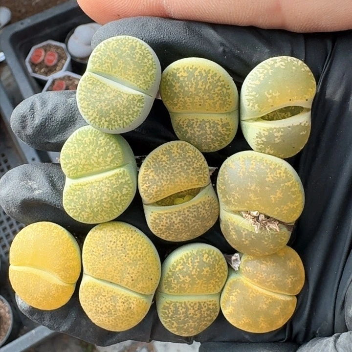 生石花11111。    66