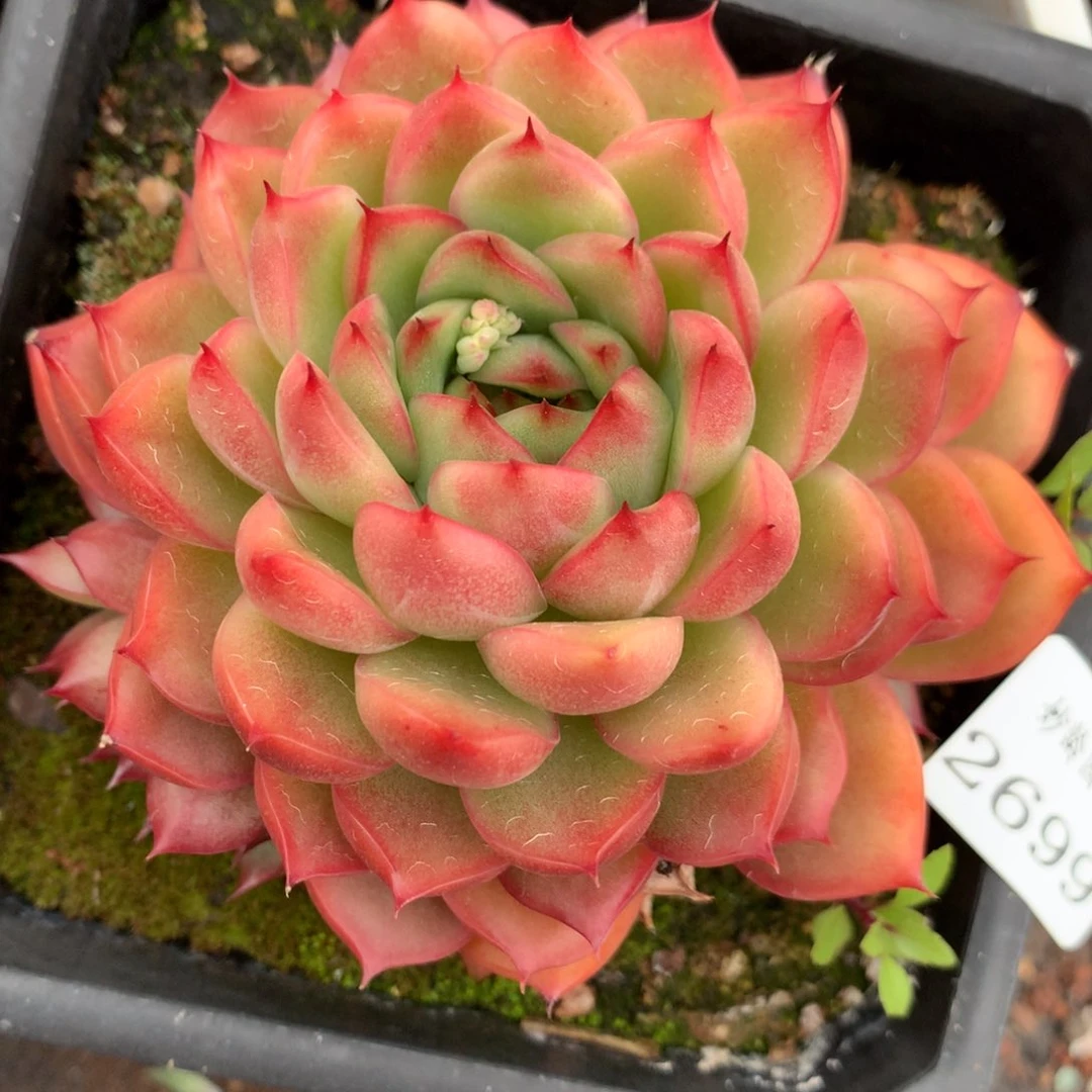 2699新年快乐发发发