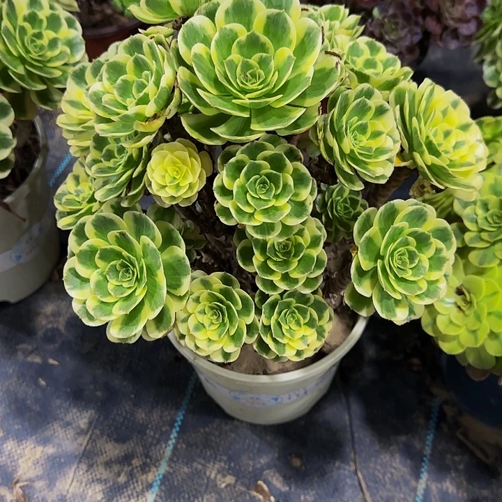 多肉植物迈巴赫老庄