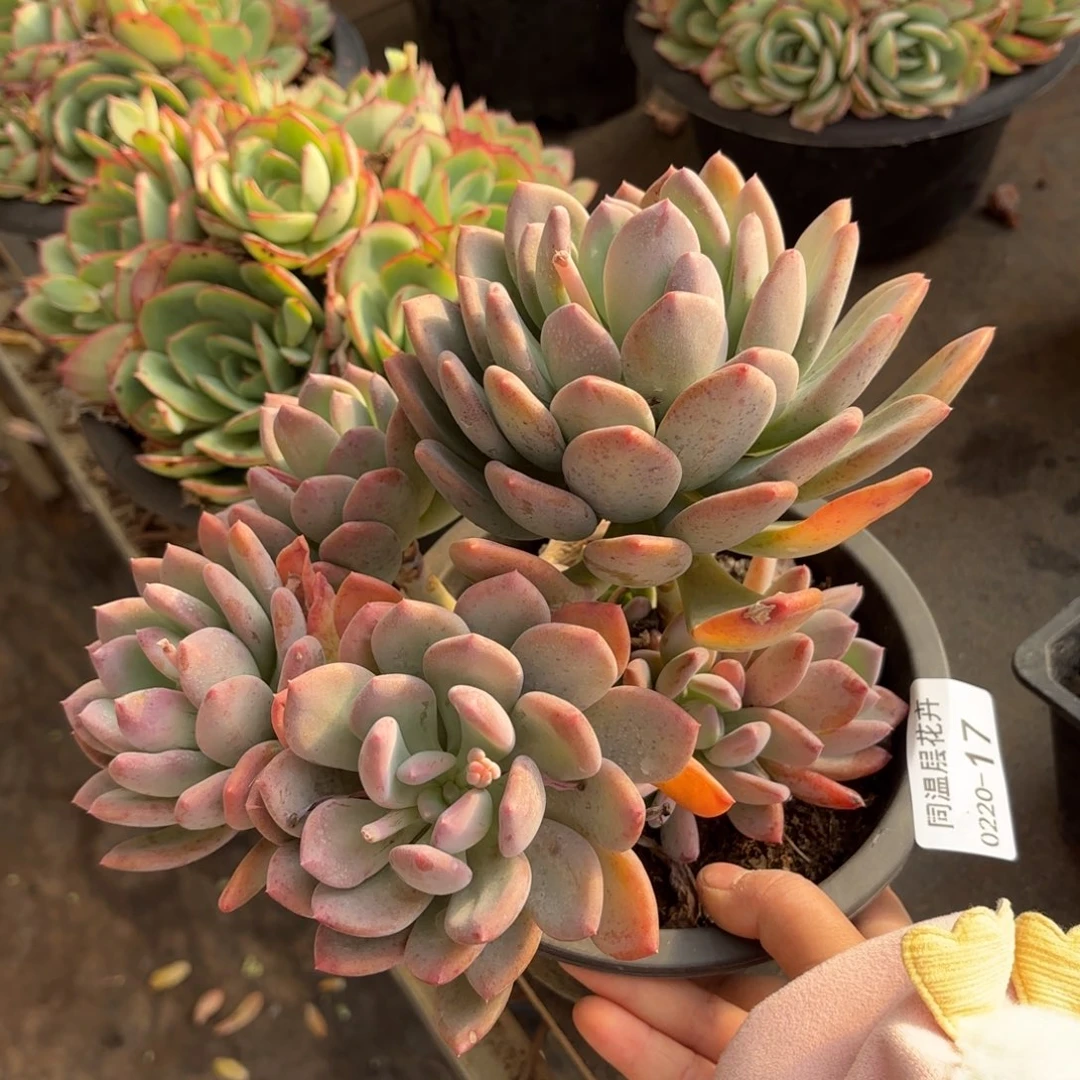 同温层多肉灰姑娘17