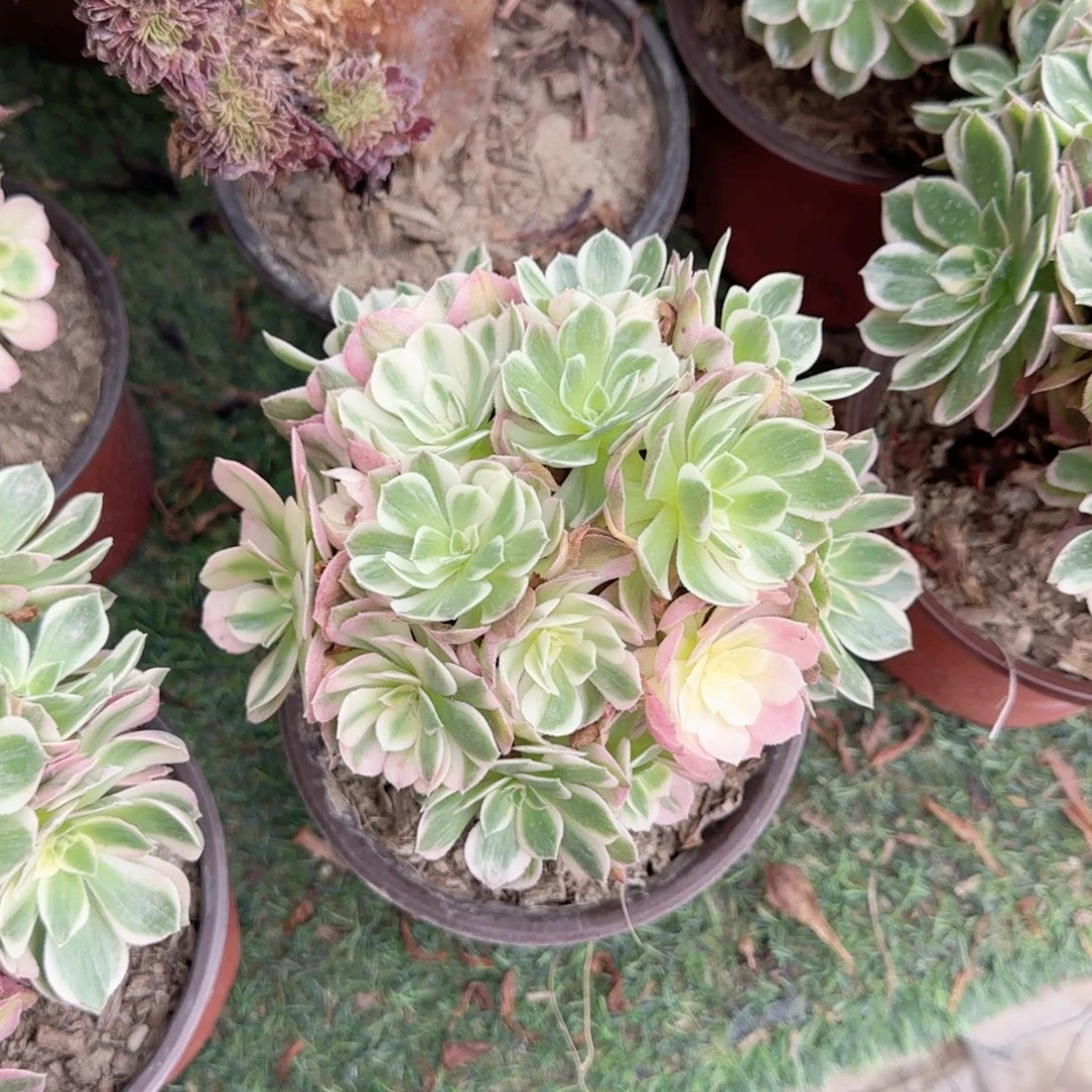 无花朵棒棒糖海王