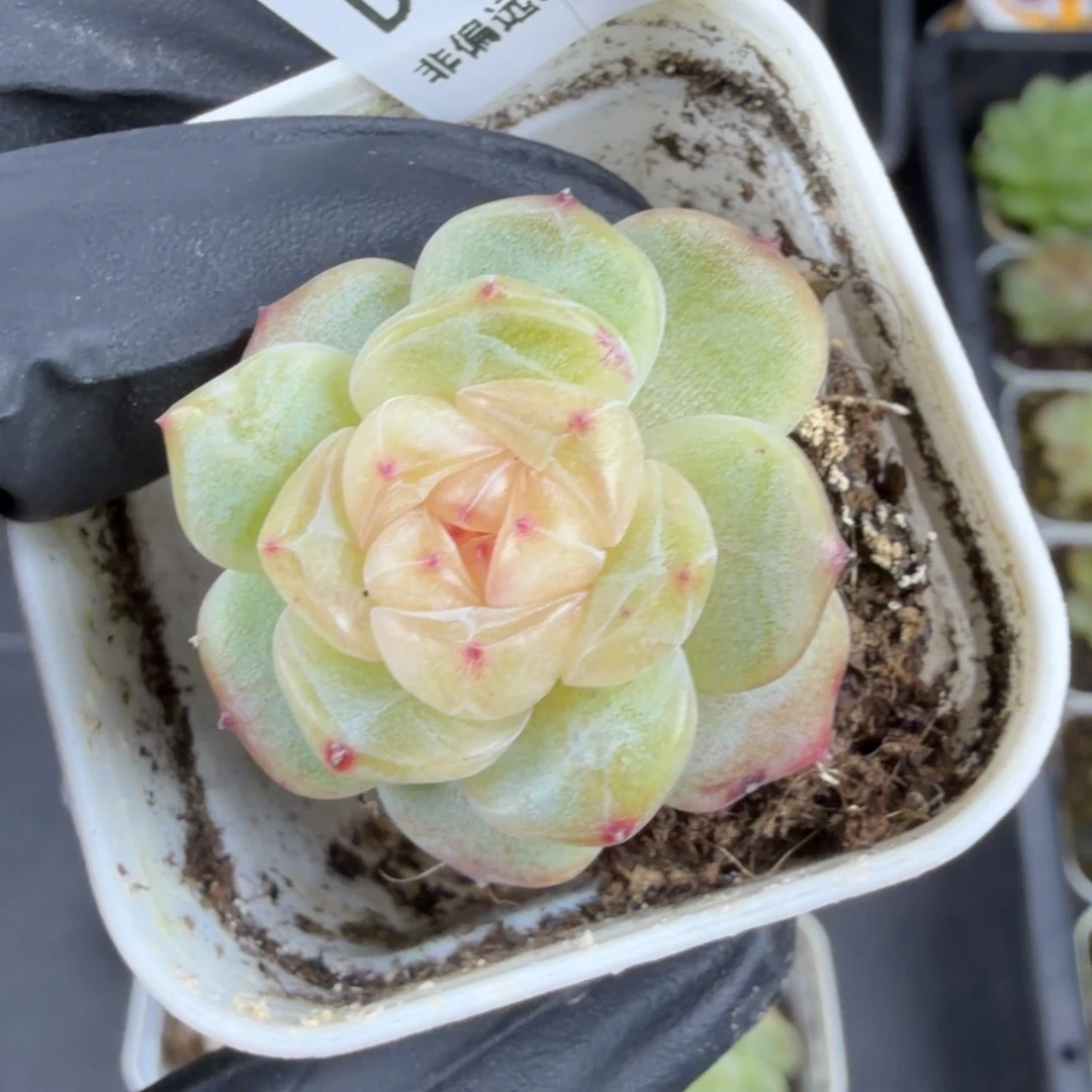 东篱下多肉植物哈哈哈106