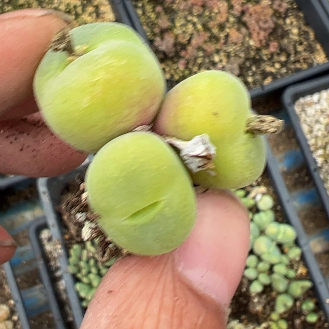 多肉植物111111111111111