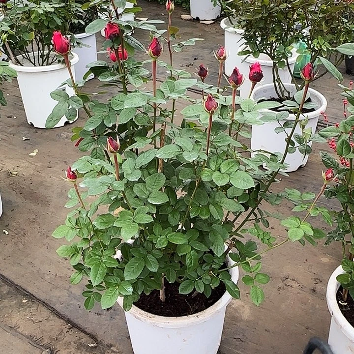 徐***琼完全开放精品月季花