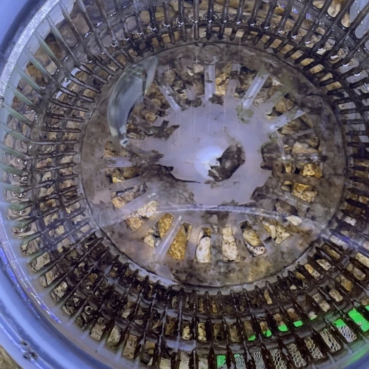 海水鱼黑度炮弹一条