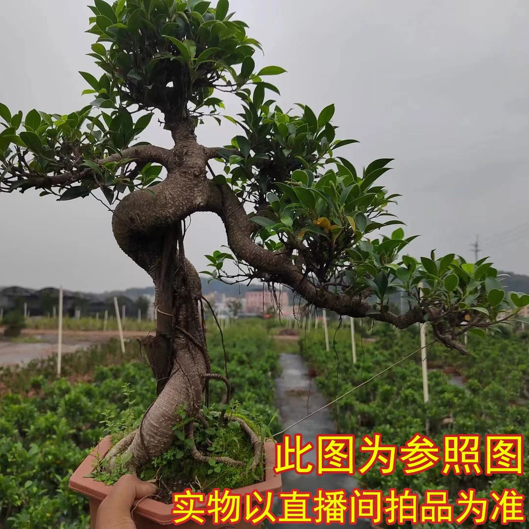 牛妹 一物一拍专链接❤ 造型盆景花卉地栽盆栽室内室外老桩阳台