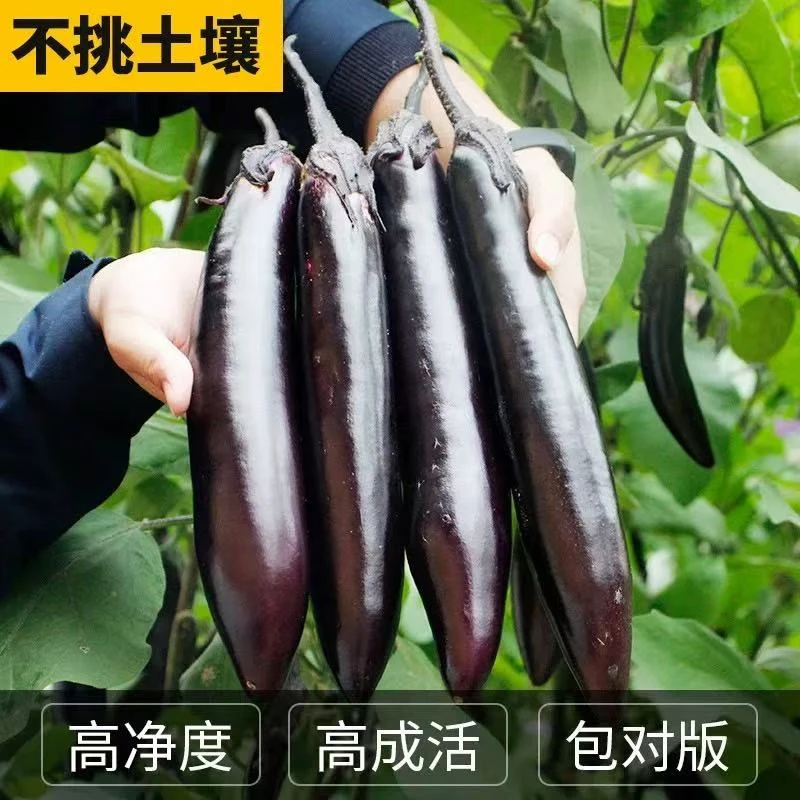 【满5包包邮】紫红长茄种子田园阳台庭院 四季种植