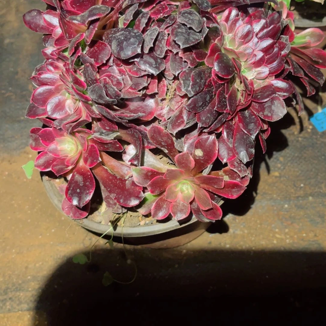 平*多肉植物589美杜莎