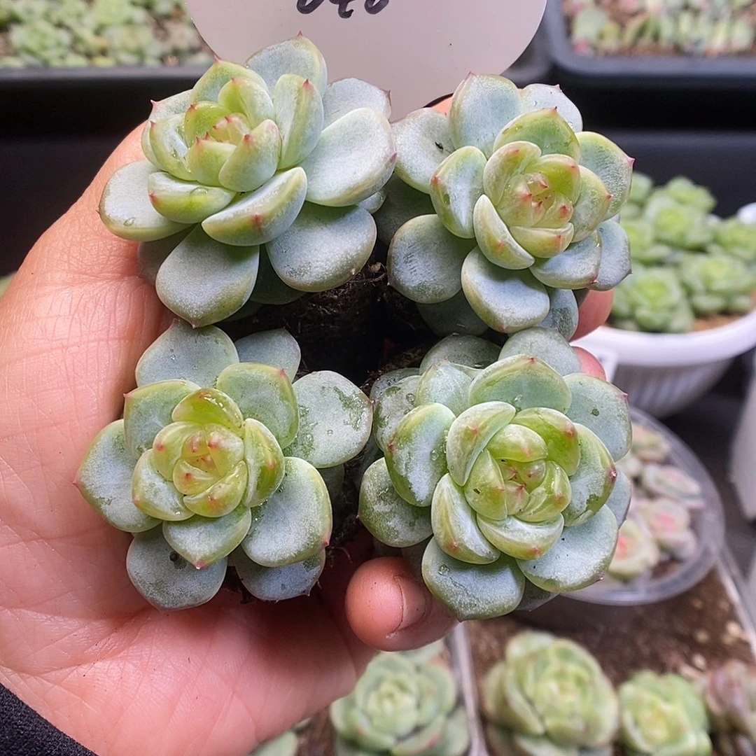 一物一拍一物一拍913-646
