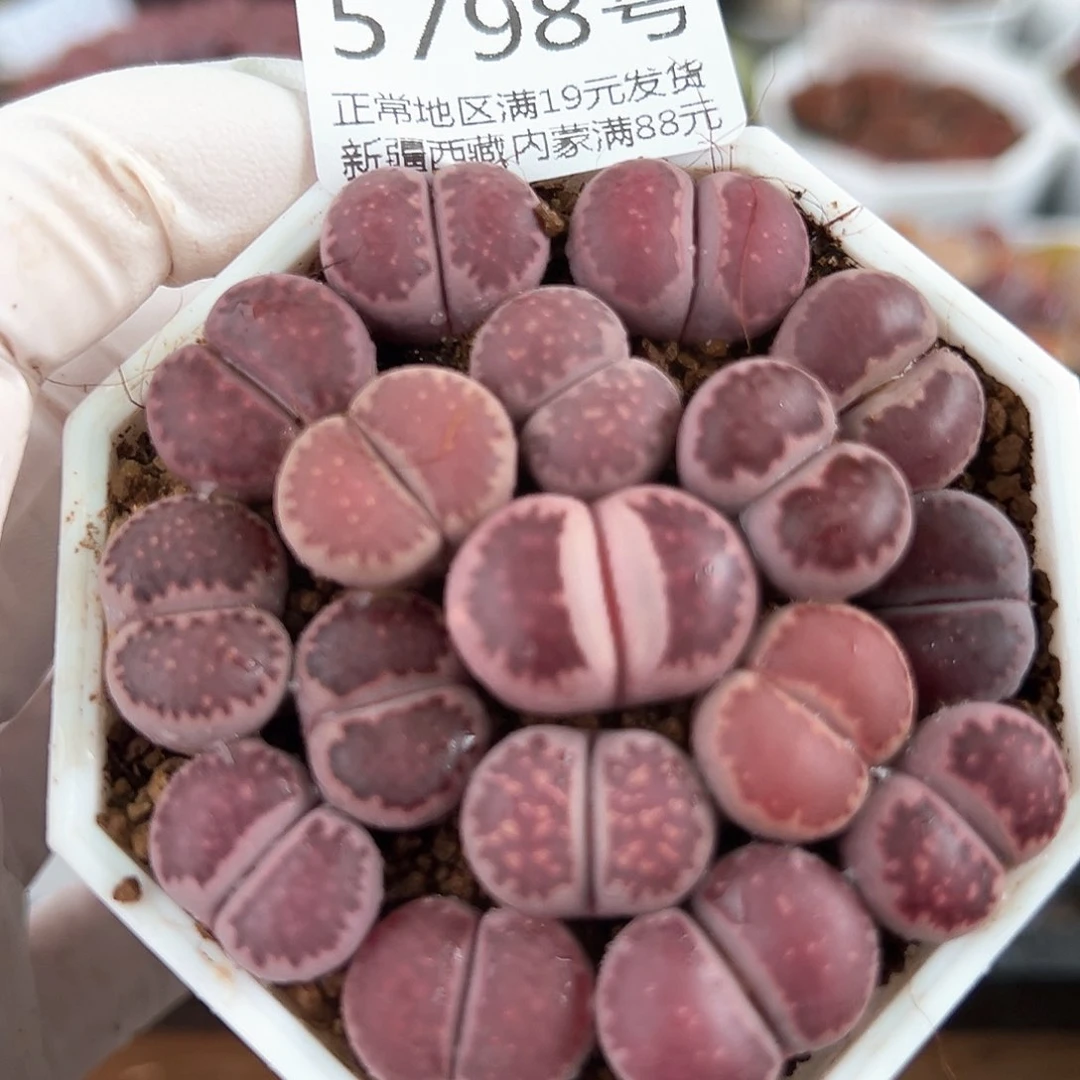 5798 好养易活生石花大母本