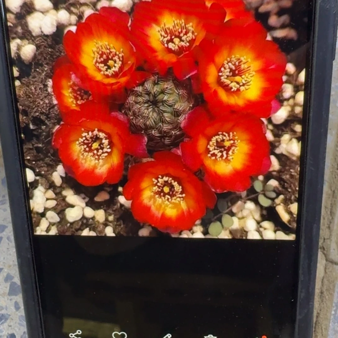 37勾宝火焰很小2个2到3公分左右无根侧牙，20包邮