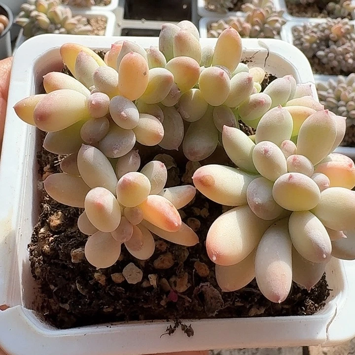 加***糕x n x z fj g f 152