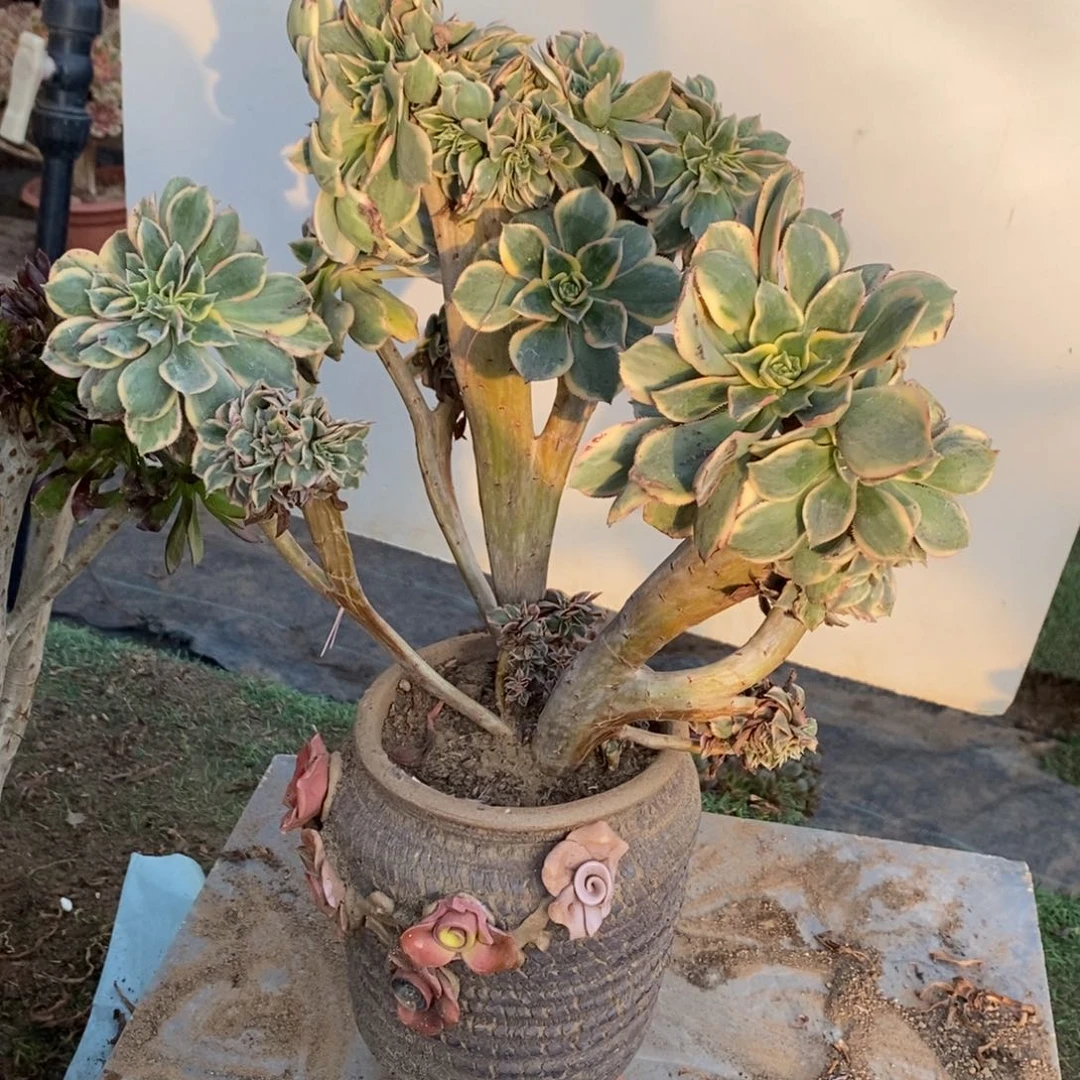 1863号灿烂缀化1颗多肉