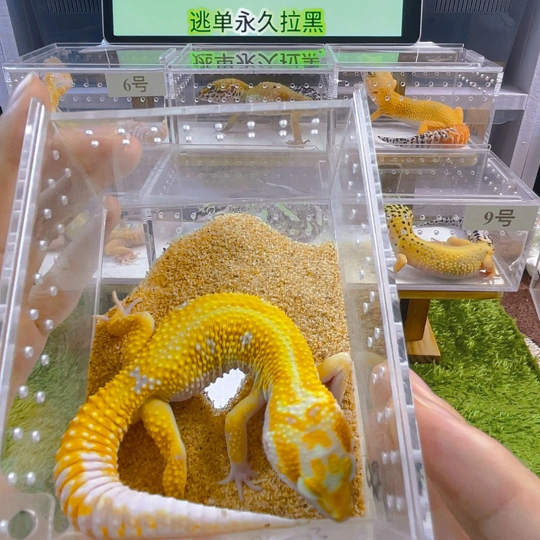 鳄鳞守宫守宫好看可爱迷人