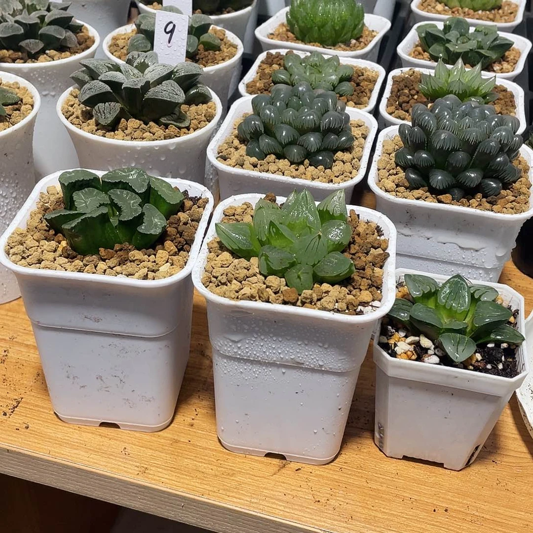 日***࿐直播间凤凰万象➕冰城➕翠虎
