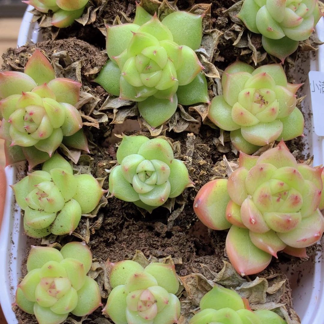 我要去看你了啊037