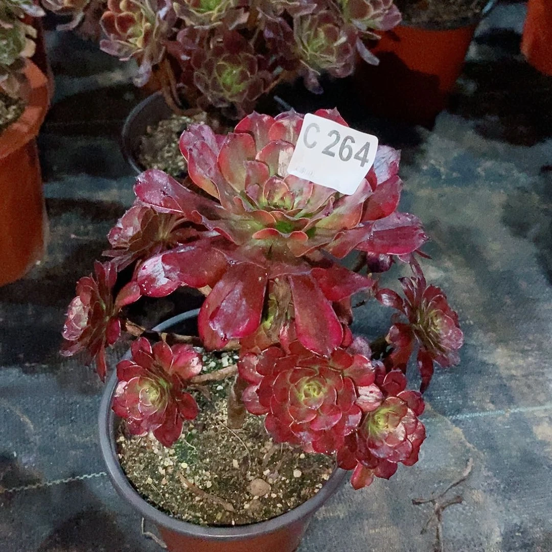 美姬264多肉11111