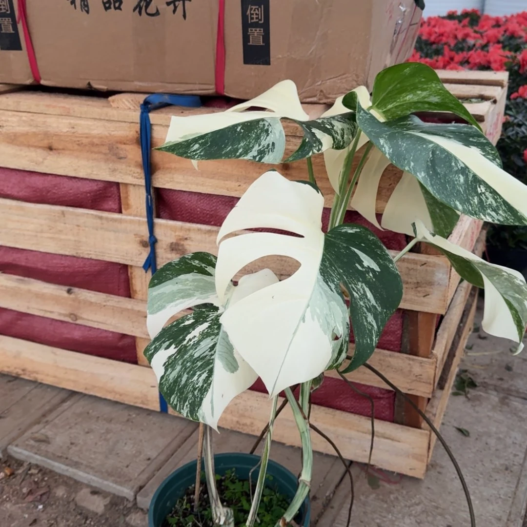 N***u完全开放10号白龟一棵