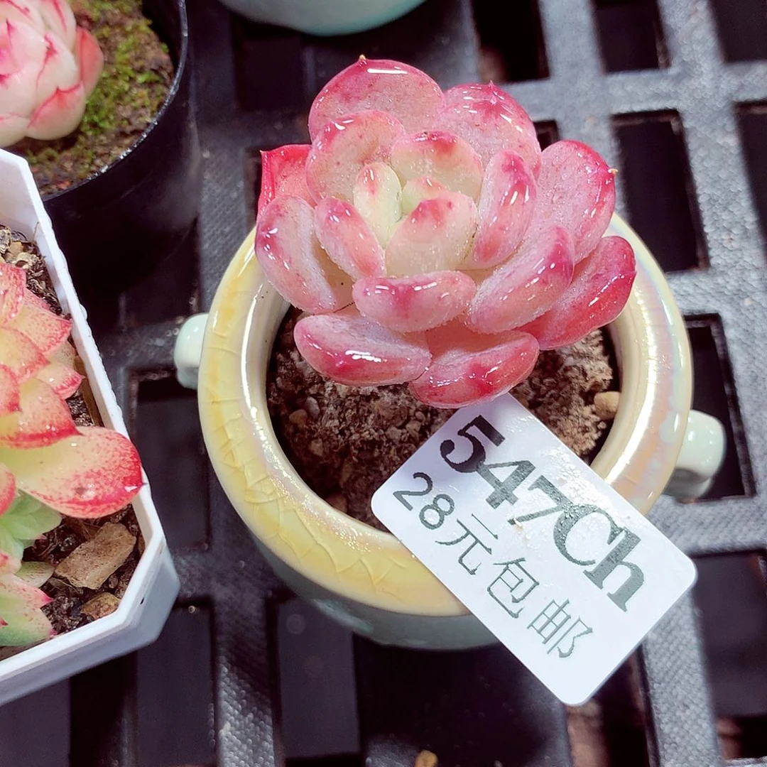 5厘米盆精控多肉547