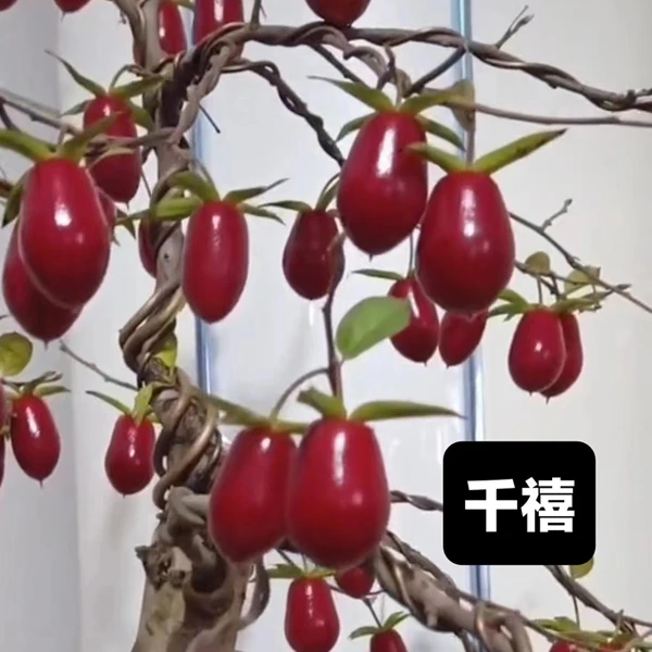 老鸦柿盆景观赏植物