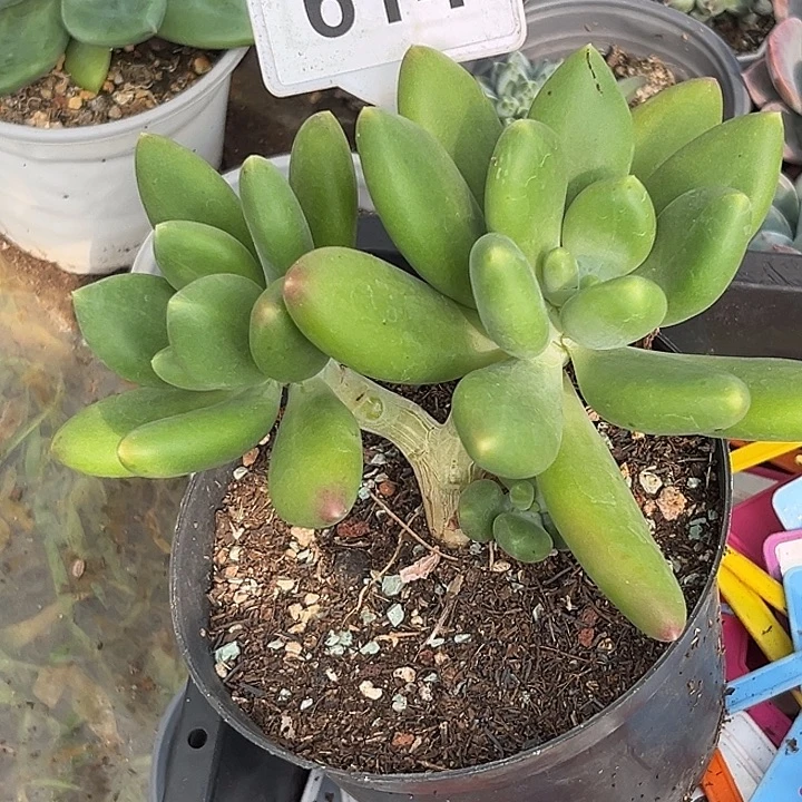 多肉植物金吉拉614
