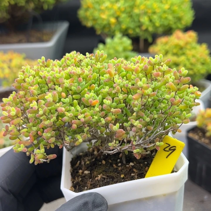 蜜橘糖球26号7cm盆一物一拍