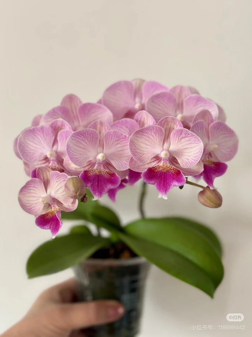 【幽梦】3.5寸加高杯 苗刚升杯四个月