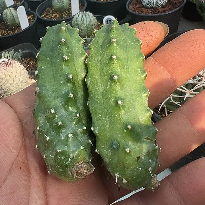 完全开放侧芽2个发