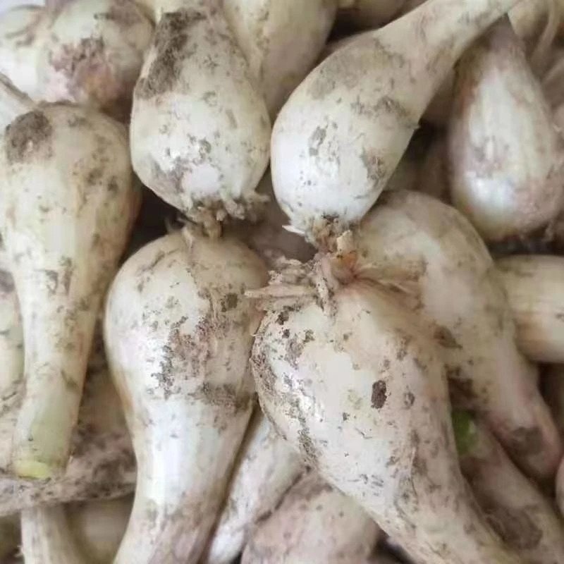 新鲜现挖荞头藠头农家自种无根须无叶可凉拌腌制的下饭菜