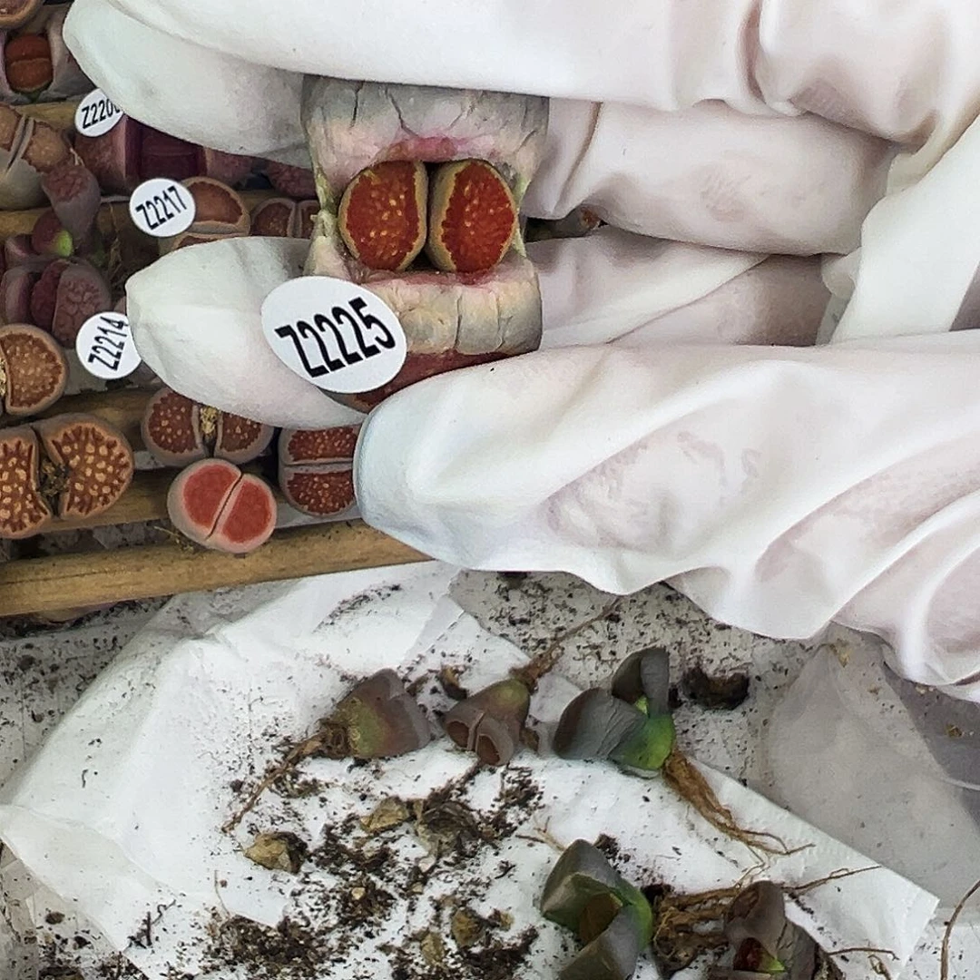 编号Z2225红窗菊！！！！！！