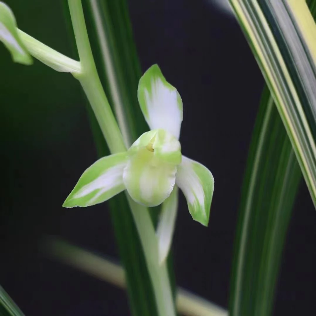 兰花建兰合天下线艺中透花艺双全国兰铭品绿植园艺花卉盆栽老种苗
