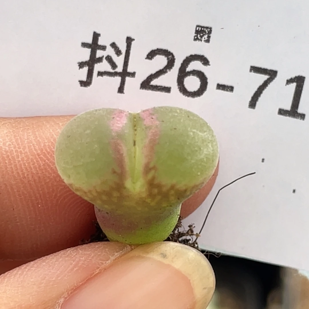 26-71粉女多肉植物
