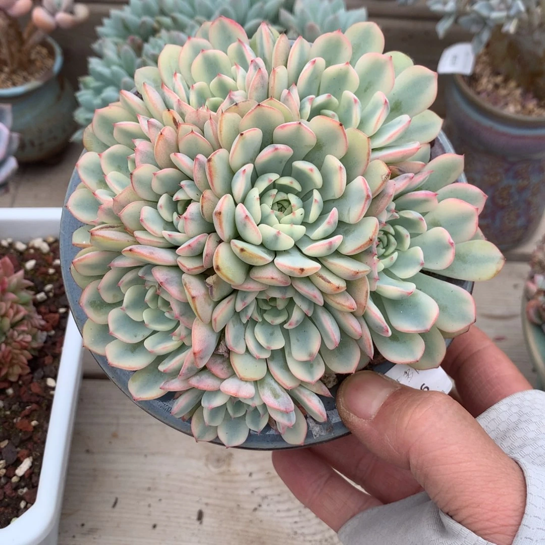 6506蓝姬莲手捧有砍12.5厘米