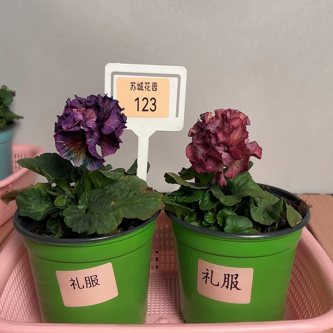 大部分开放少量花苞123