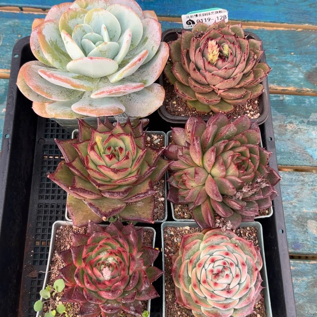 多肉一物一拍编号0119-128