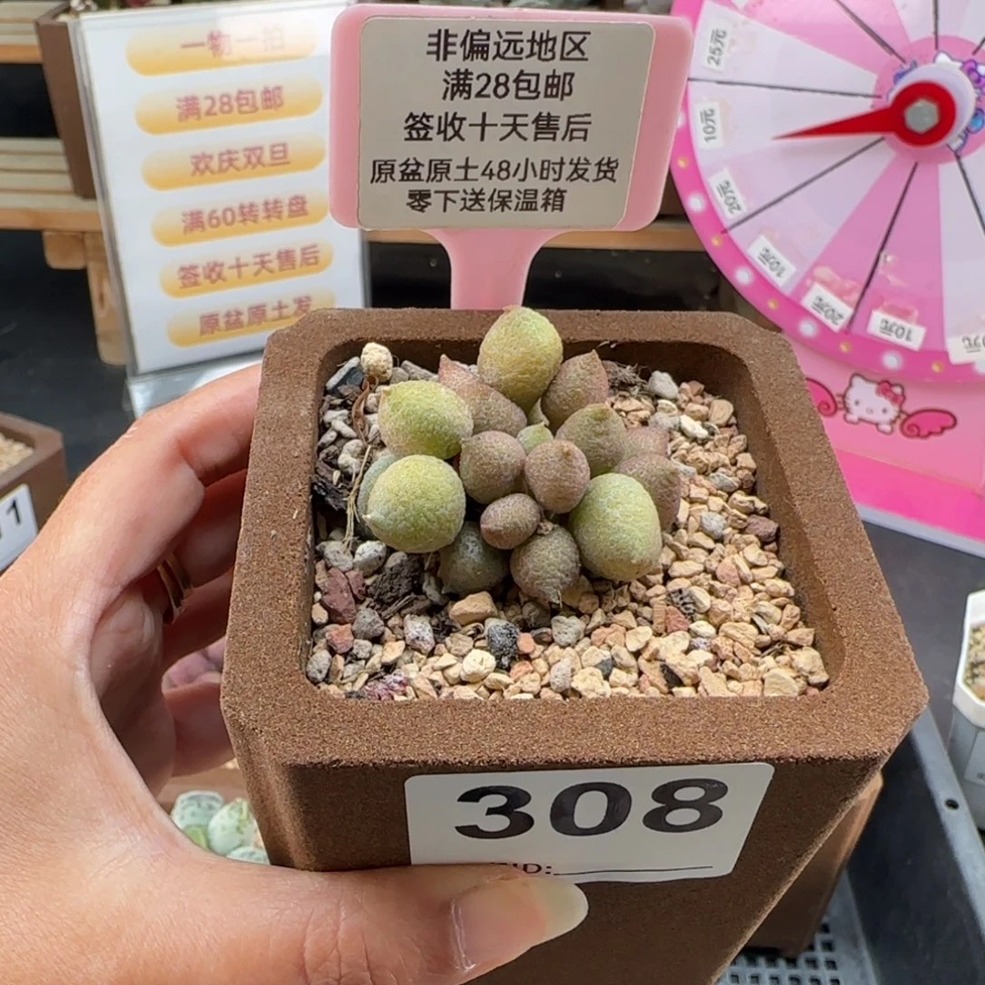 308小辣椒多肉植物