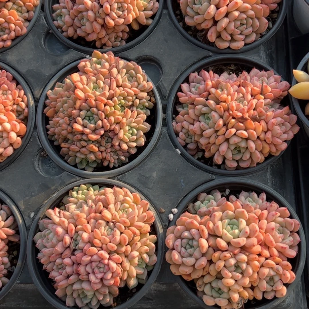 可爱泡泡 多肉植物