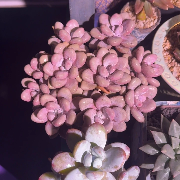 桃蛋 群生  一物一拍