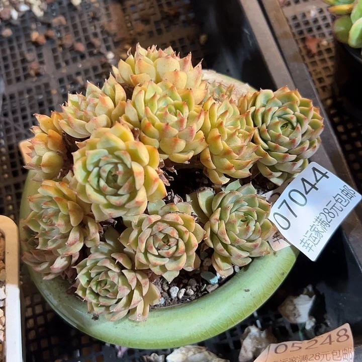 幸运的是我还在努力