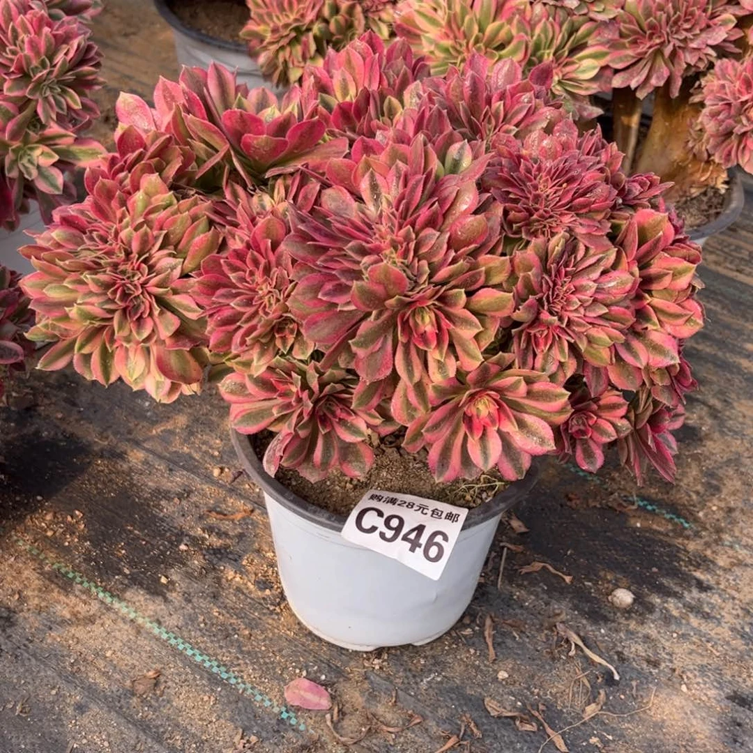 946多肉植物红袖缀化