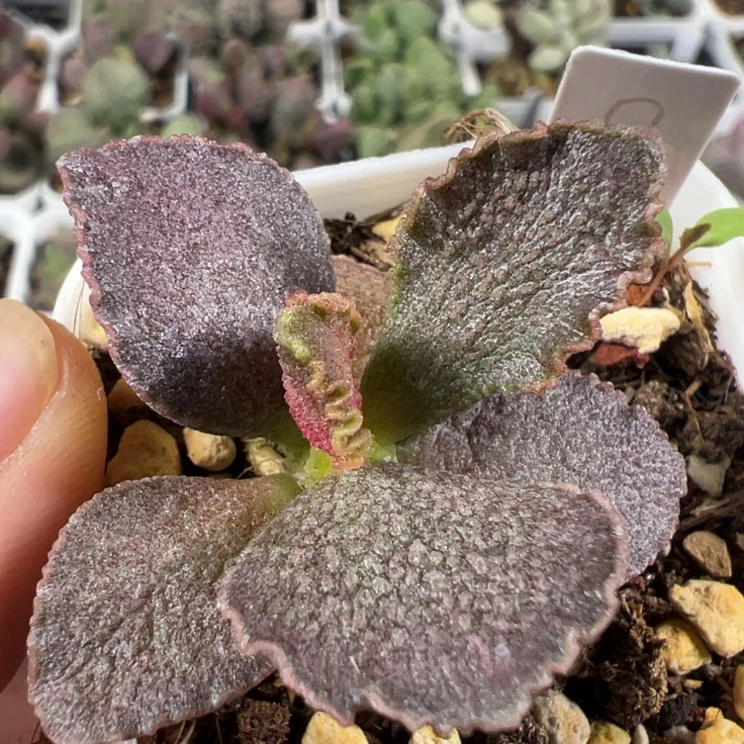 w带桩花朵造型卡其色实生新品