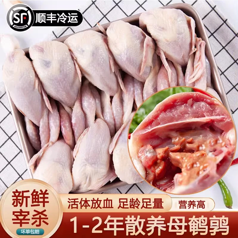 放血特大鹌鹑肉去内脏新鲜冷冻白条鹌鹑肉油炸烧烤炖汤