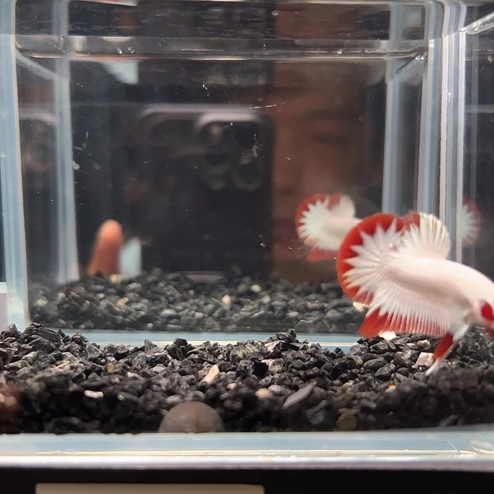 斗鱼一单包邮28日74
