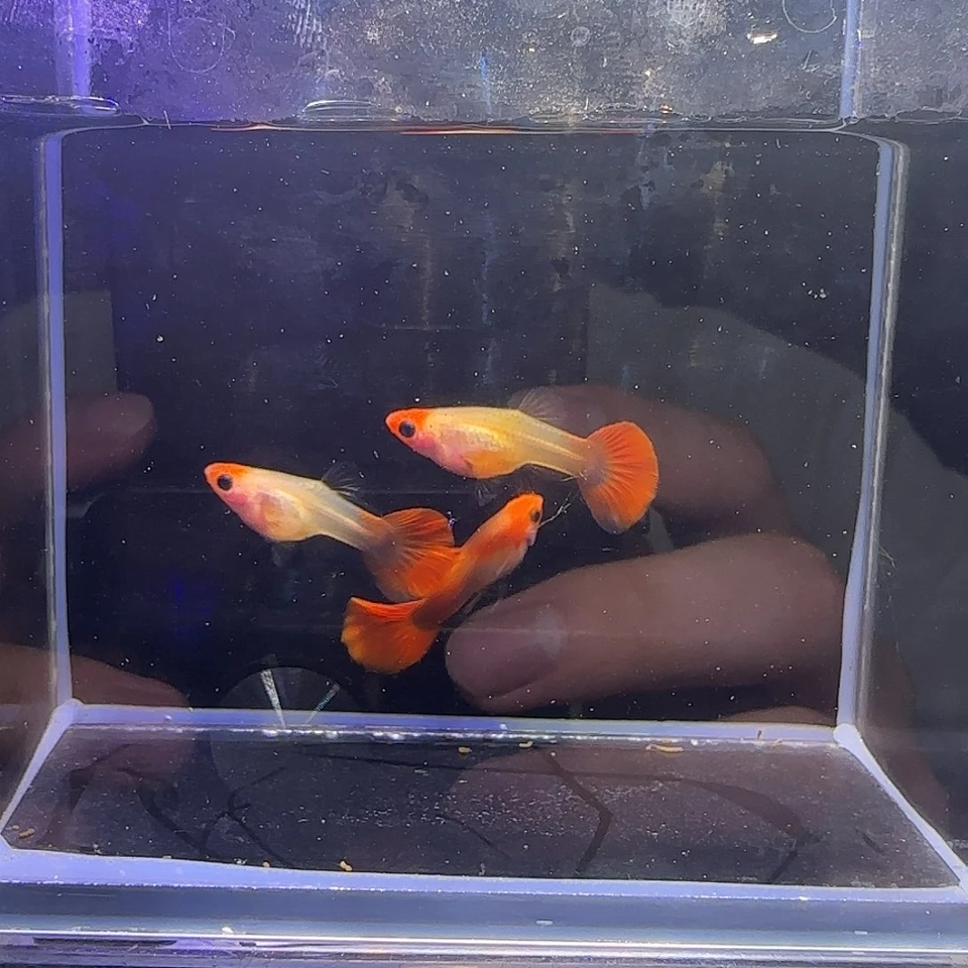 孔雀鱼深海蓝1公2母